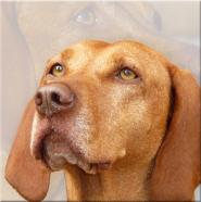 Dieren