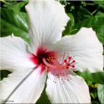 Bloemen